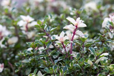 fresh thyme in the garden - soft focus