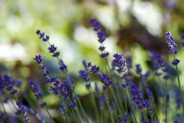 Bahçedeki lavanta çiçekleri