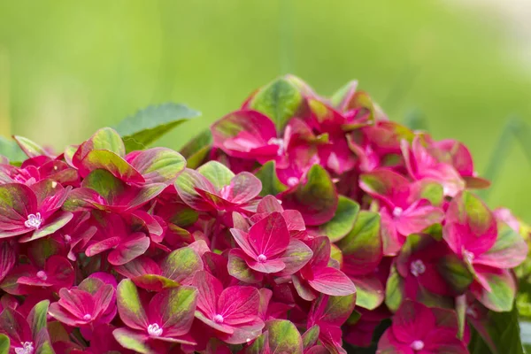 Bahçedeki Kırmızı Hortensiya Çiçekleri — Stok fotoğraf