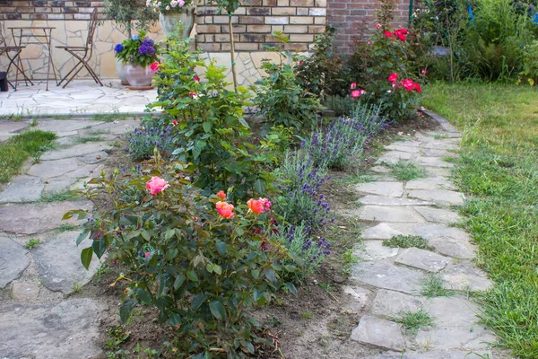 Parterre Fleurs Dans Jardin Roses Fleurs Lavande — Photo