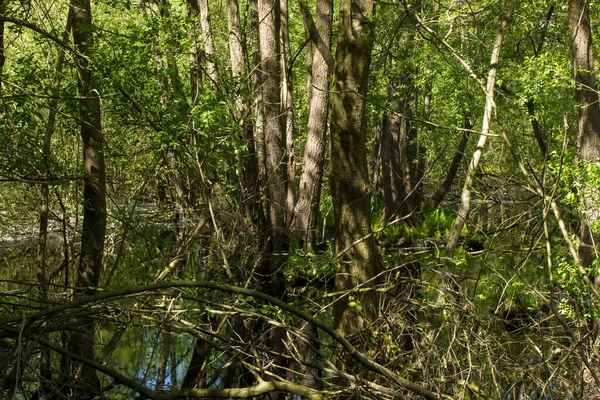 Naturschutzgebiet Fleuthkuhlen Niederrhein — Stockfoto