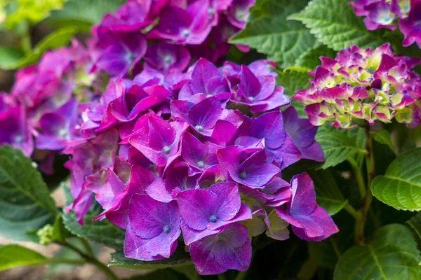 Fiori Ortensia Viola Giardino — Foto Stock