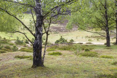 Bahar doğası - Bahar ormanı - Brachter Wald Almanya 'da