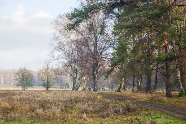 Téli Természet Táj Téli Erdő Brachter Wald Németországban — Stock Fotó