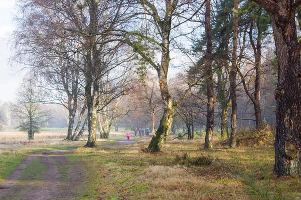 Χειμερινό Φυσικό Τοπίο Χειμερινό Δάσος Brachter Wald Στη Γερμανία — Φωτογραφία Αρχείου