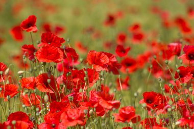 Çayırda - yabani gelincik çiçekleri - yumuşak odak