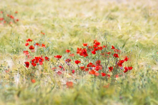 Barley Field Wild Poppy Flowers Soft Focus — Stock Photo, Image