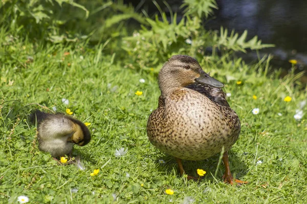 Mallard Pato Con Patito Pequeño Una Naturaleza Viva Río Día —  Fotos de Stock