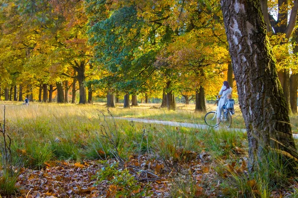 Podzim Národním Parku Hoge Veluwe Nizozemsku — Stock fotografie