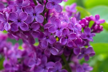 Çiçek açan leylak çiçekleri. Makro fotoğraf