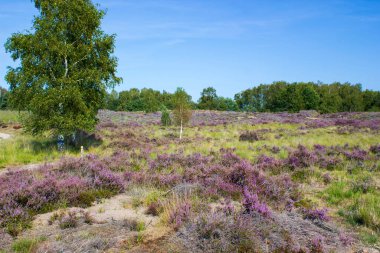 Hollanda 'daki Maasduinen Ulusal Parkı' nda Heathland