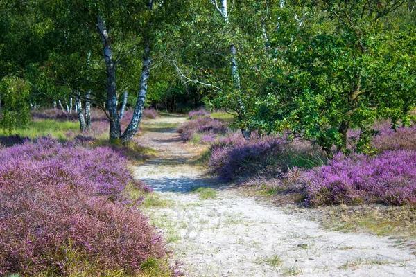 Heathland Maasduinen Nemzeti Parkban Hollandiában — Stock Fotó