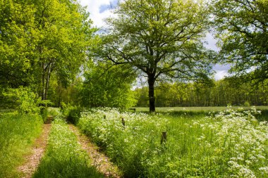 Alman kırsal alanı, Aşağı Ren Bölgesi, Almanya