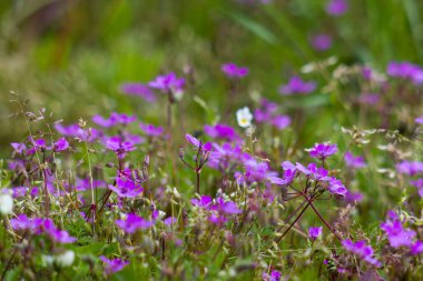 Menekşe çiçekli güzel soyut bir arka plan. Yumuşak odaklı fotoğraf