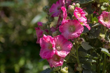 Hollyhock, Malvaceae, Alcea Rosea Bokeh ile bahçede.