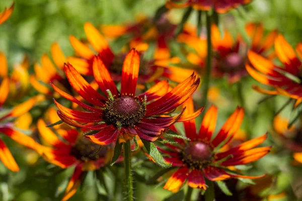 Flores Rudbeckia Jardim Close — Fotografia de Stock