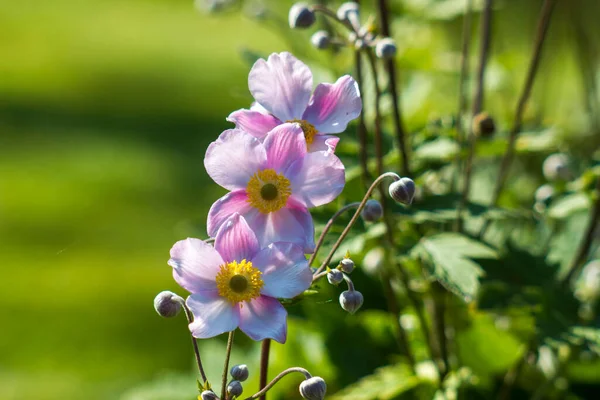 Rosa Blommor Japansk Anemon Anemone Hybrida Trädgård Mjuk Fokus — Stockfoto