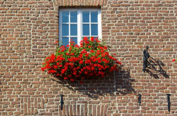 Brick Wall Window Flower Boxes Flowering Plants Kerken Germany — Stock Photo, Image