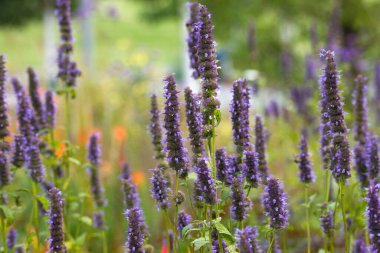 Menekşe çiçekli güzel soyut bir arka plan. Yumuşak odaklı fotoğraf
