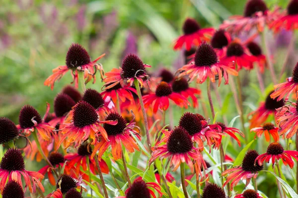 Echinacea Coneflowers Jardim — Fotografia de Stock