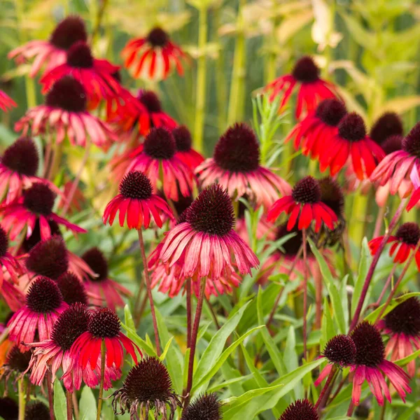 Echinacea Coneflowers Jardim — Fotografia de Stock