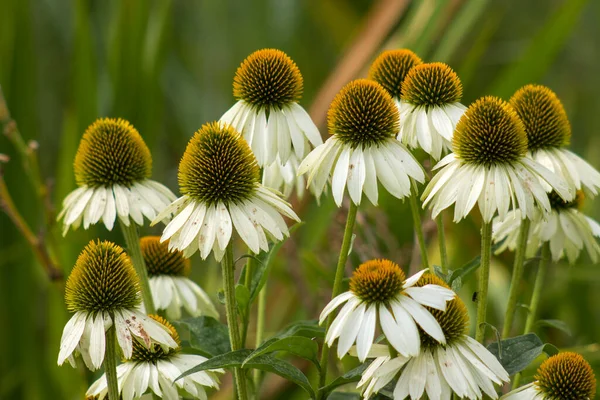 Echinacea Coneflowers Jardim — Fotografia de Stock