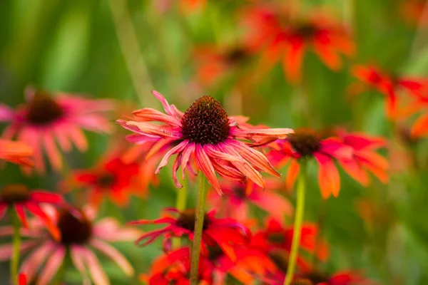 Echinacea Coneflowers Jardim — Fotografia de Stock