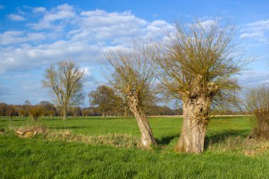 Salix caprea - söğüt ağacı. Bahar manzarası, Almanya 'nın çayırlarında çok sayıda söğüdün yetiştiğini gösteriyor.