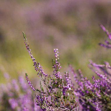 Hollanda 'daki Maasduinen Ulusal Parkı' nda çiçek açan fundalık