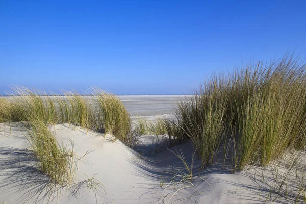 Dűnék Renesse Zeeland Hollandia — Stock Fotó