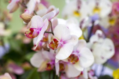 Güzel renkli orkide - bulanık arkaplanda falaenopsis