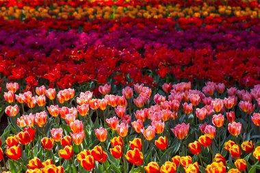 Parktaki laleler - Keukenhof, Hollanda