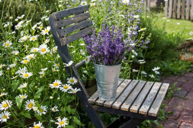 Sandalyedeki vazoda duran güzel lavanta çiçekleri.
