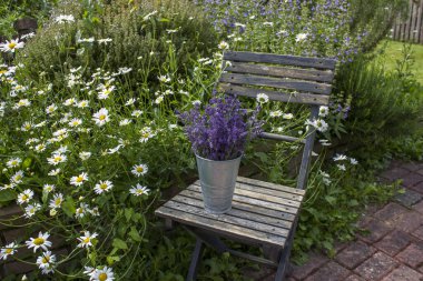 Sandalyedeki vazoda duran güzel lavanta çiçekleri.
