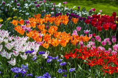Hollanda 'nın Keuhenhof şehrinde bahar çiçekleri - ilkbahar zamanı