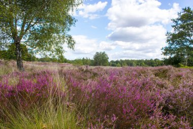 Hollanda 'daki Maasduinen Ulusal Parkı' nda Heathland