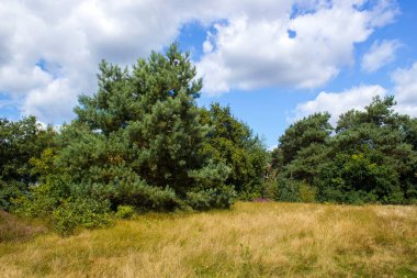 Hollanda 'daki Maasduinen Ulusal Parkı' nda Heathland