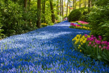 Hollanda 'nın Keuhenhof şehrinde bahar çiçekleri