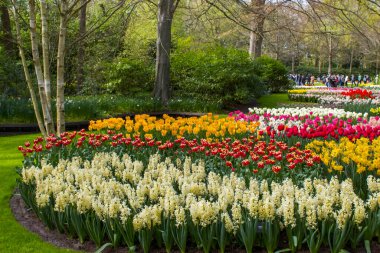 Hollanda 'nın Keuhenhof şehrinde bahar çiçekleri - ilkbahar zamanı