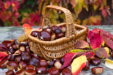 basket full of chestnuts - autum in a garden