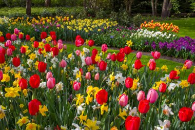 Hollanda 'nın Keuhenhof şehrinde bahar çiçekleri - ilkbahar zamanı