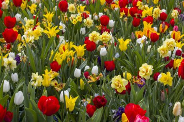 Hollanda 'nın Keuhenhof şehrinde bahar çiçekleri - ilkbahar zamanı