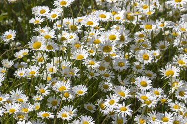 Ox-eye Daisy (Leucanthemum vulgare) bahçede - yakın plan