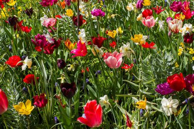 Hollanda 'nın Keuhenhof şehrinde bahar çiçekleri