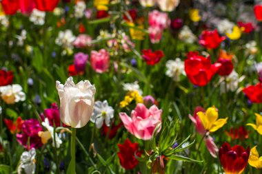 Hollanda 'nın Keuhenhof şehrinde bahar çiçekleri