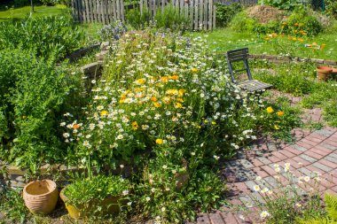 Vahşi bahçe. Bahçedeki bitki sarmalı. Taze bitkiler, çiçekler ve eski sandalyeler.