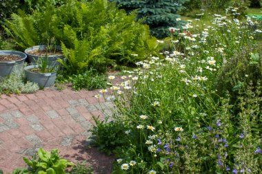 Kırsal bahçe - eğreltiotu ve çeşitli çiçekler - yaz mevsimi
