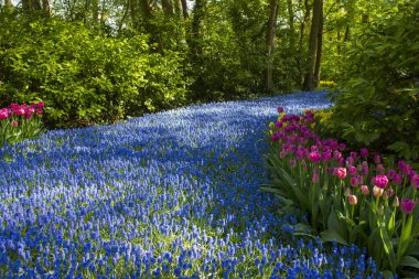 Hollanda 'nın Keuhenhof şehrinde bahar çiçekleri