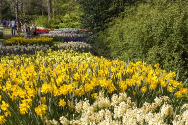 Hollanda 'nın Keuhenhof şehrinde bahar çiçekleri