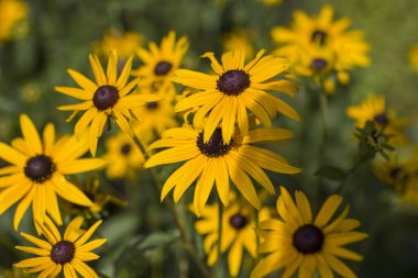 Rudbeckia fulgida ya da Goldsturm bahçede çiçekleniyor.